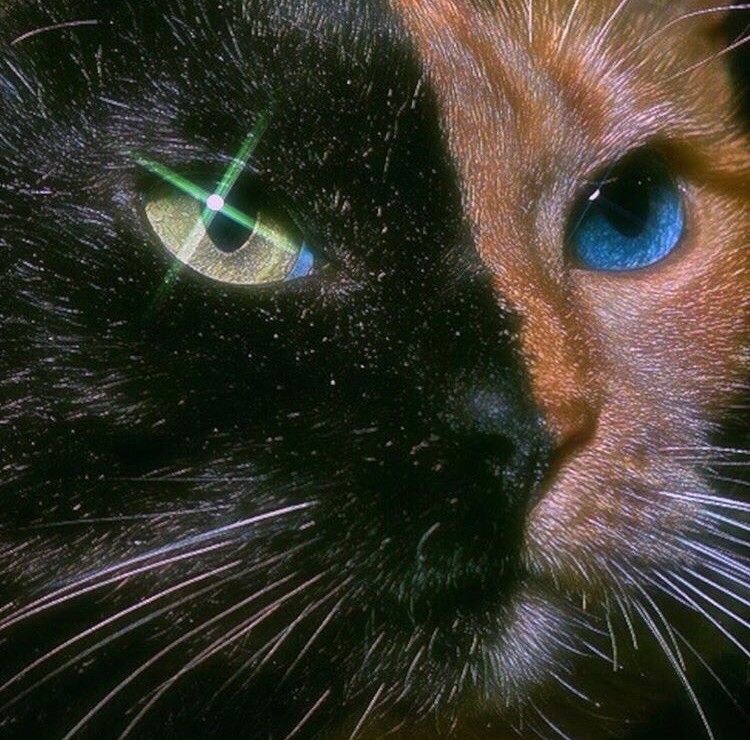 tumblr photo prettycocokitty 25