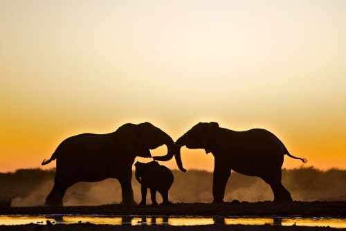 muthafuk:  elephants silhouetted by the darkening shades of the golden hour on the african savannah, by dana allen, susan mcconnell, nevil lazarus, chris packham, andy rouse and frans lanting 