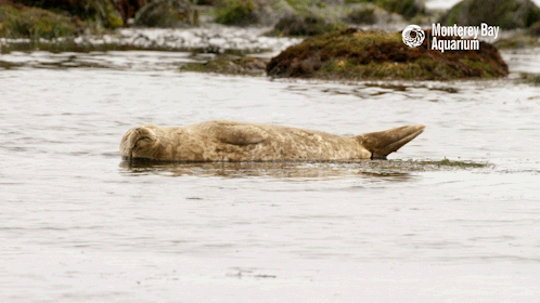 montereybayaquarium:
“ As the weekend approaches, let’s recognize some of Monterey Bay’s all-star nappers: Harbor seals! You can spot them snoozing along beaches and harbors—sometimes directly in the water. Notice how this seal is holding its...