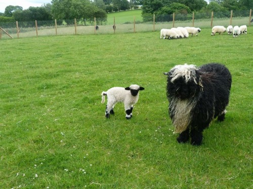 The 'Spitti' Valais Blacknose Sheep