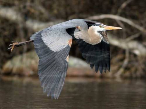 ainawgsd: The great blue heron (Ardea herodias) is a large wading bird in the heron family Ardeidae,