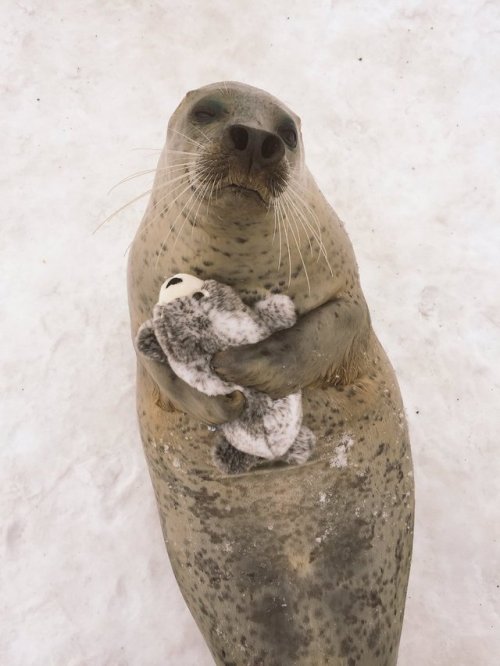 littlesnowarrow: cornichaun: tastefullyoffensive: Aku, the seal, from Mombetsu Land in Hok