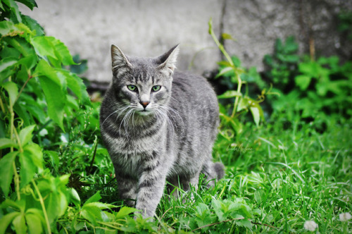 lindamarieansonsnaps: amidst the green