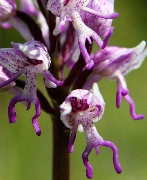 destielmybeatingheart:  malekkleston:  IF U EVER FEEL SAD REMEMBER THERE IS A FLOWER CALLED HANGING NAKED MEN AND IT LITERALLY LOOKS LIKE PURPLE MEN WITH THEIR DICKS OUT  ISNT NATURE WONDERFUL  And they’re all wearing GLORIOUS sunhats [x] 