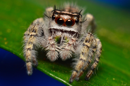 Subadult female Phidippus Otiosus (repost)One of my favorite sessions, and spiders, I’ve ever dealt 