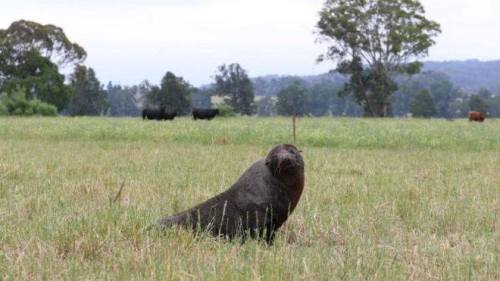 Something Seems Out of Place HereIt’s not too often you get a seal in the same photograph as cows. T