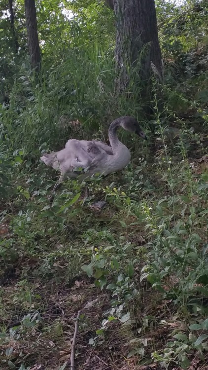 Another weird Pokemon