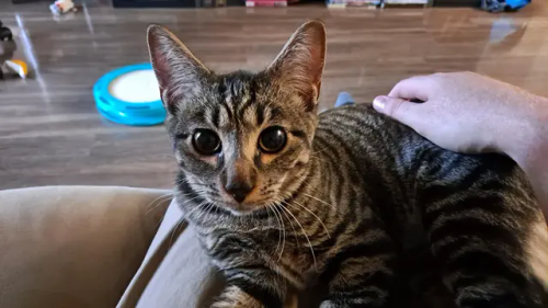 After My Dog Of 14 Years Passed Away And A Year Plus Of Grieving, I'm Starting A New Chapter As A Cat