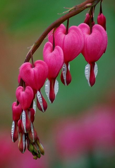 catchingtearsinrain:Bleeding Heart Flowers.