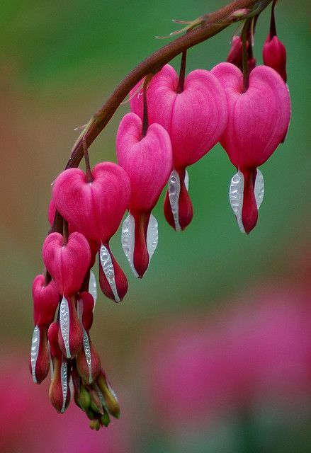 mypotluckpostsstuff:  enchantingcolortacogarden:mega-tabata77:  Via Pinterest   Dicentra