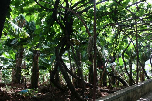 guuey:  parvula:  guuey my family has a bunch of banana plants at our house in madeira :)  invite me over…..