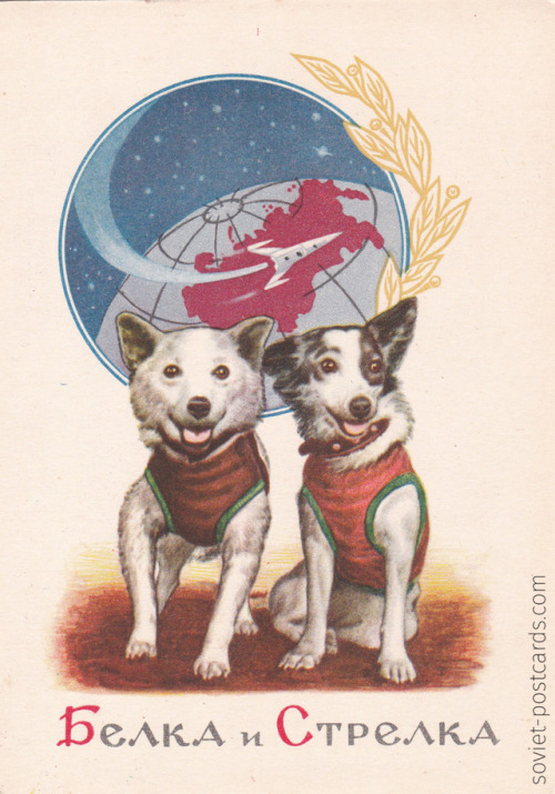 planetaryalphabet: sovietpostcards:Belka and Strelka the space dogs, postcard by A. Zavyalov (1961) 