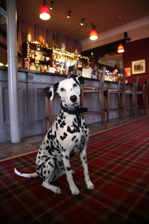 Coco at theChandos Arms, Colindale, North London. Two-year old Dalmatian Coco is a very creative foo