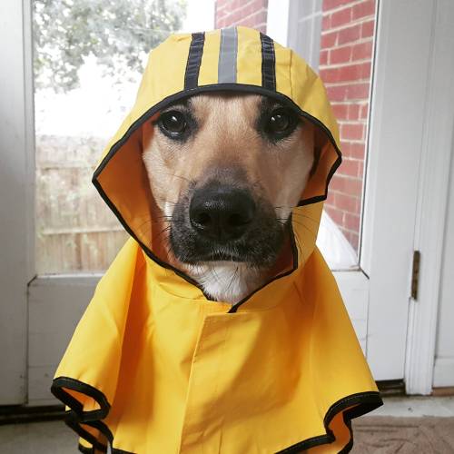 awwww-cute - My dog Penny hates the rain but she may hate this...