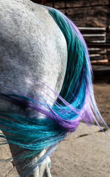 More rainbow tail! 