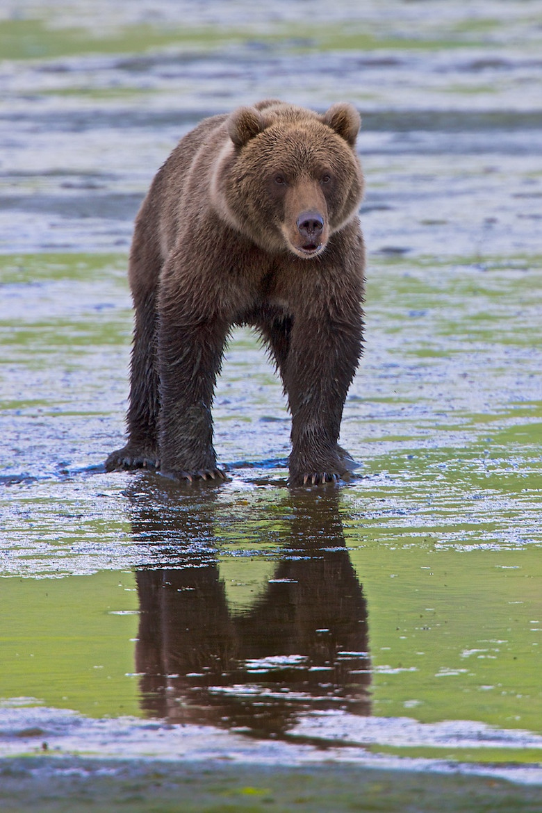 earthandanimals:   Grunting Yogi! by Buck Shreck  