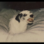 sophie-stan