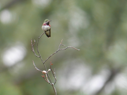 Calliope Hummingbird (Selasphorus calliope) Trochilidae, maleBlue Mountain National Recreation Area,