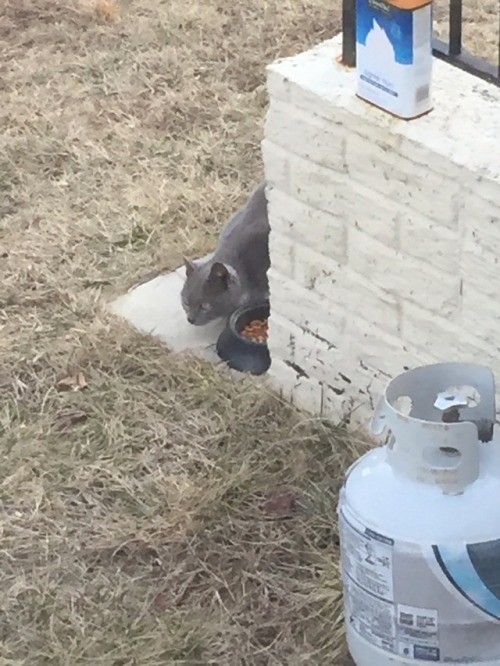 tojopa:@mostlycatsmostly This is a local cat who was fond of my trash. Thus, I’ve been calling