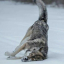 just-another-wolf-therian