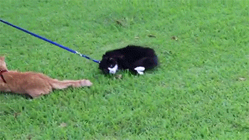 thetroothandnothingbutthetruth:  My cats going for a walk.  