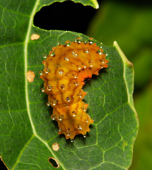 sinobug: Chalcosiine Day-flying Moth Caterpillar (Eterusia or Soritia sp., Chalcosiinae, Zygaenidae)