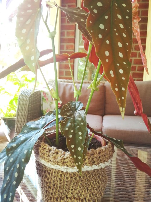 Since I Officially Ran Out Of Water Holding Pots, I Crocheted One. Ye.