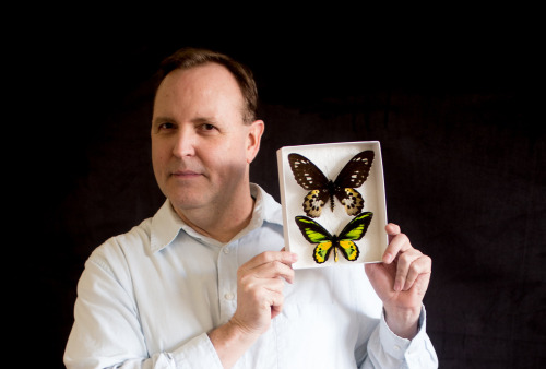 Jim Boone - Collections Manager, Insects, holding two paradise birdwing butterflies.