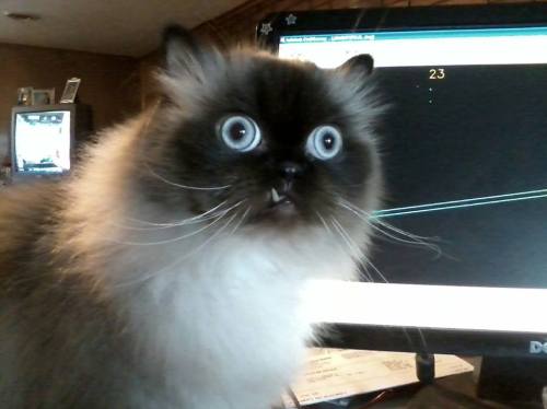 blimeygames:  mistercococat:  coco! what do your cat eyes see?  ALL. 