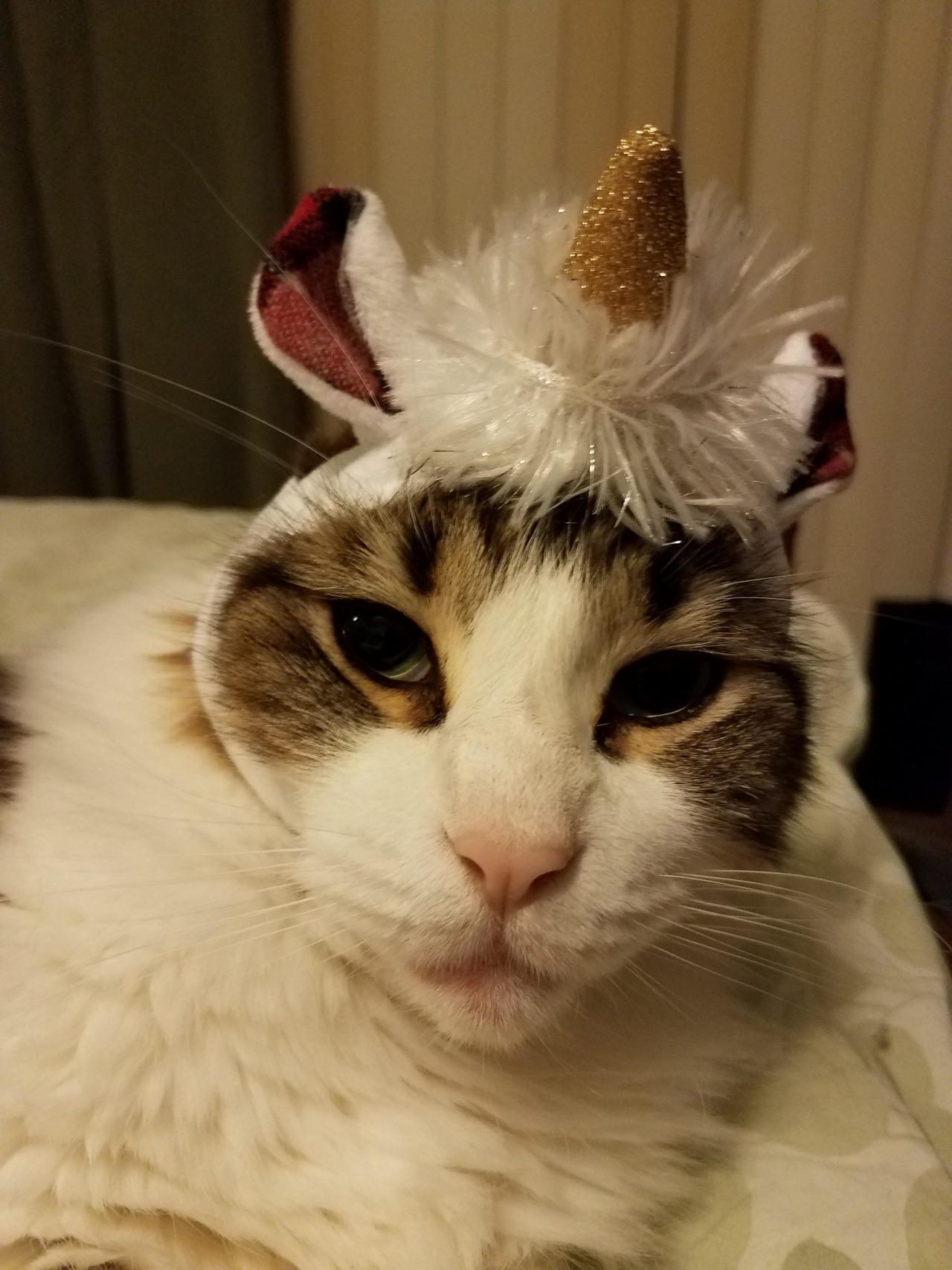 unflatteringcatselfies:  Feyd just gave up on moving. Galifrey, pretty pretty princess