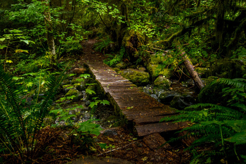 Oregon rains bring vibrant greens.