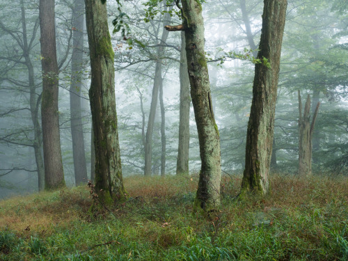 Wald am Rimberg by Felix Wesch Instagram | Facebook | 500px | Twitter | Website