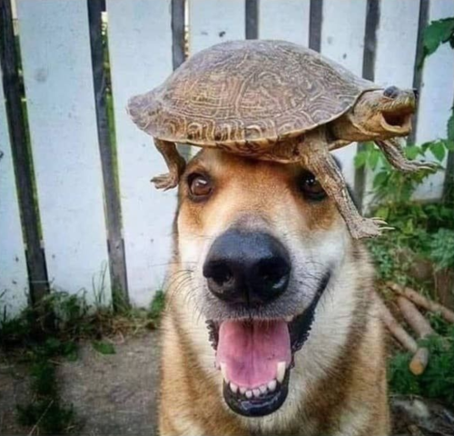 tortoise riding dog