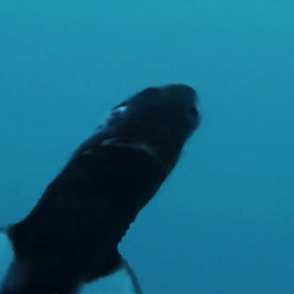 gentlesharks:The Lantern shark is one of only three types of shark that can produce
