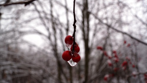 privateinconsistencies:  Last year snow http://privateinconsistencies.tumblr.com 
