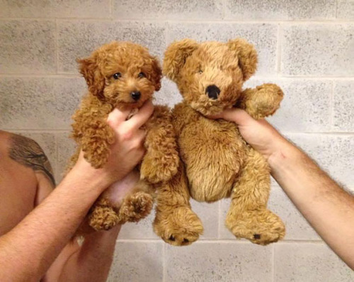 tastefullyoffensive:  Puppies Who Look Like Teddy Bears (photos via Bored Panda)Previously: Perfectly Timed Dog Photos
