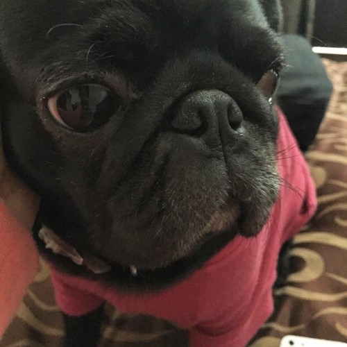 ihugpugs:  Dog Lover Shirts: http://bit.ly/1sIvs6I