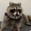nayden-the-raccoonboy