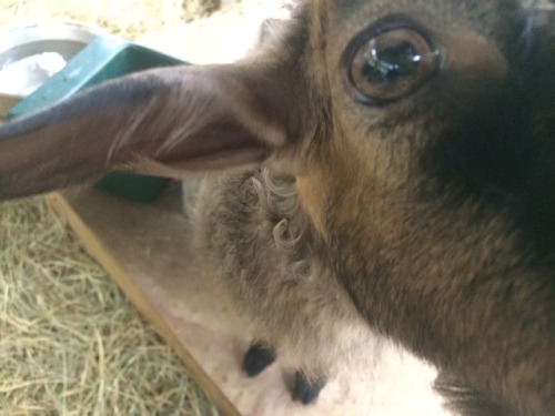 kuttithevangu:How goats doGoat shabes