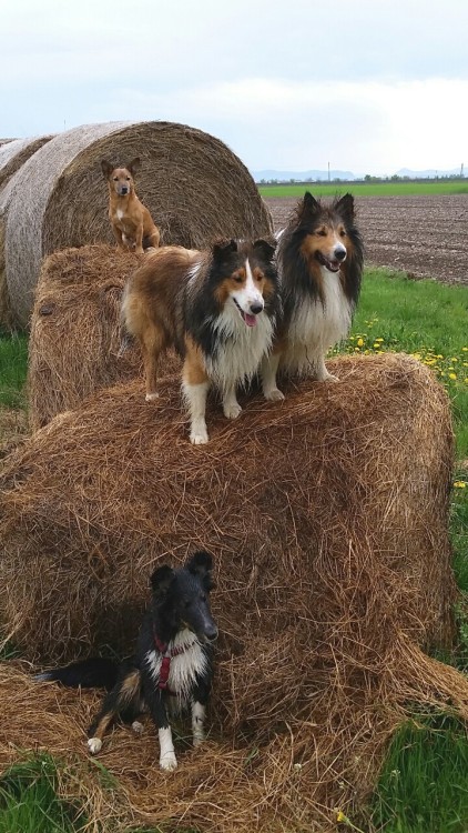 hadissima:  They sat still for a few seconds! :D