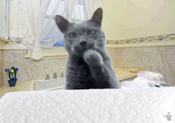 hobolunchbox:  &ldquo;If you love your job, you haven’t worked a day in your life.&rdquo; - some cat [original gif]