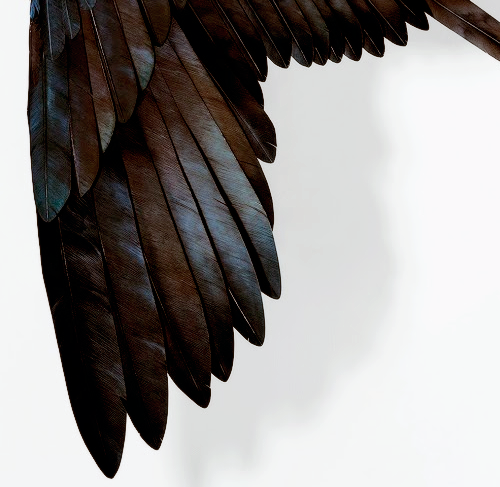 Sex the-real-goddamazon:  lmnpnch:  I had wings pictures