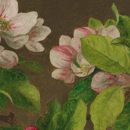 inividia:Apple Blossoms, 1880. Martin Johnson Heade