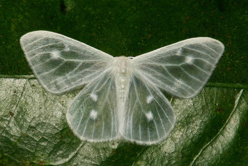 sinobug:Geometrid Moth (Geometridae) by Sinobug (itchydogimages) on Flickr. Pu’er, Yunnan, China S