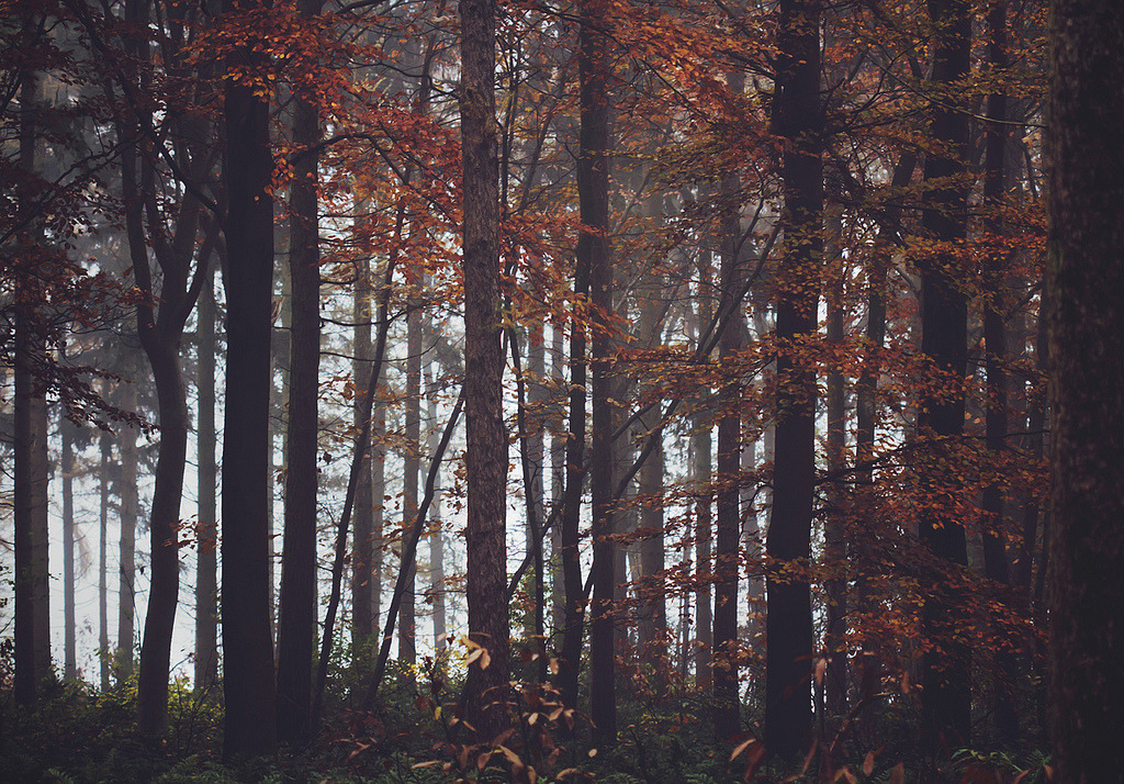 englishsnow:  by mathijsd 