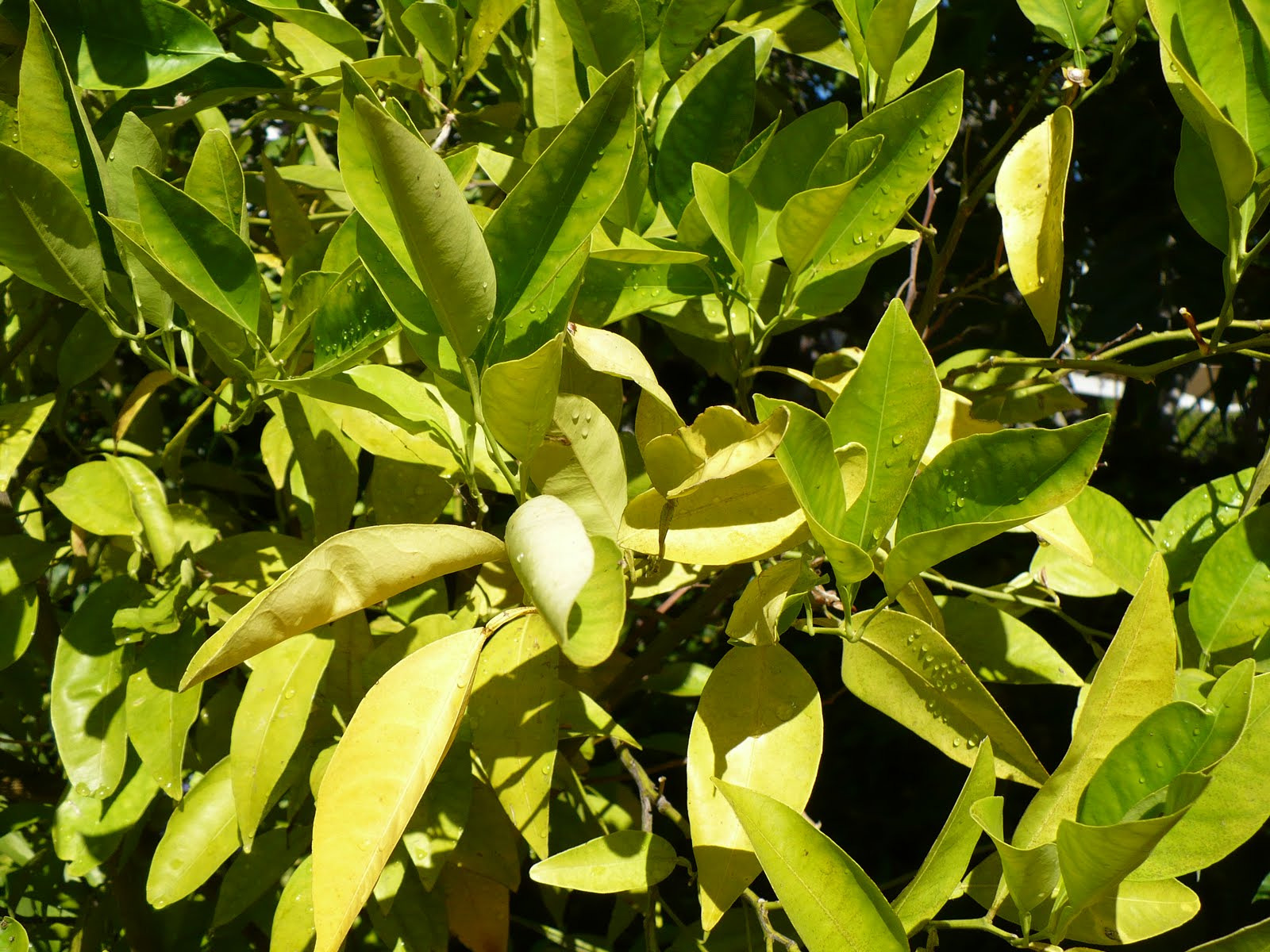 Citrus Leaves Curling and Turning Yellow