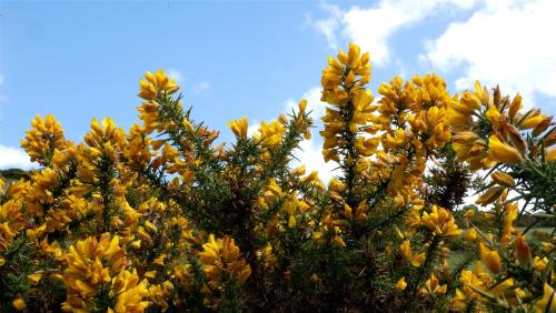 It’s Gorse of Course.