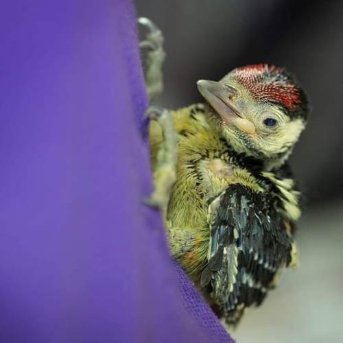 These five great-spotted woodpecker chicks now bring our total number to ten! Sadly, the tree they w