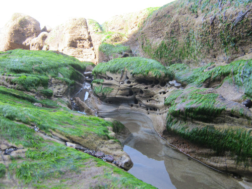 photapir: Geological landforms in miniature at the north end of Hug Point on the Oregon Coast, 16 Ap