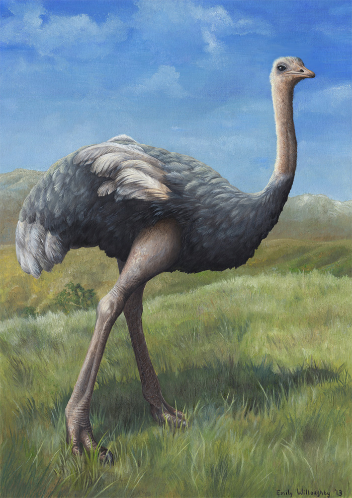 Struthio camelus, the largest extant bird in the world. Oil on artboard, 30 by 42 cm.
One of Earth’s most badass dinosaurs, you know.